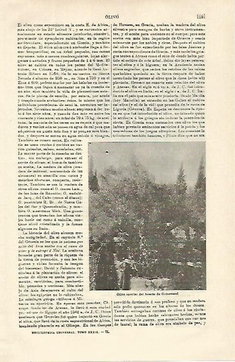 LAMINA ESPASA 21380: Olivo del huerto de Getsemani