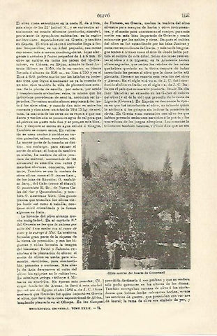 LAMINA ESPASA 21380: Olivo del huerto de Getsemani