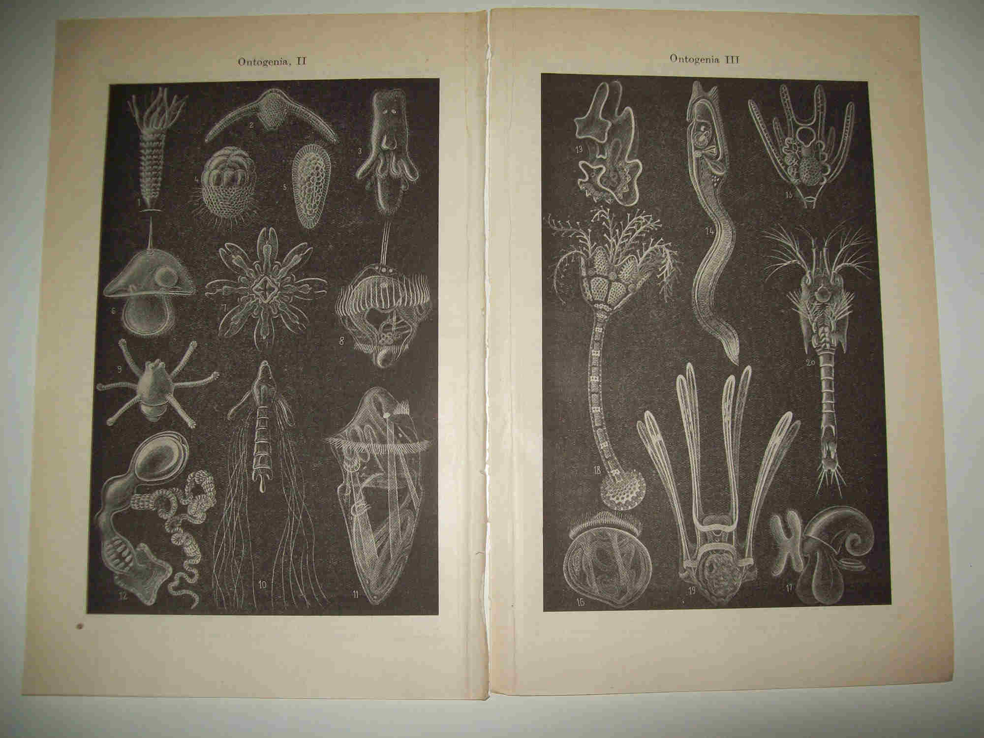 LAMINA ESPASA 21408:  Ontogenia