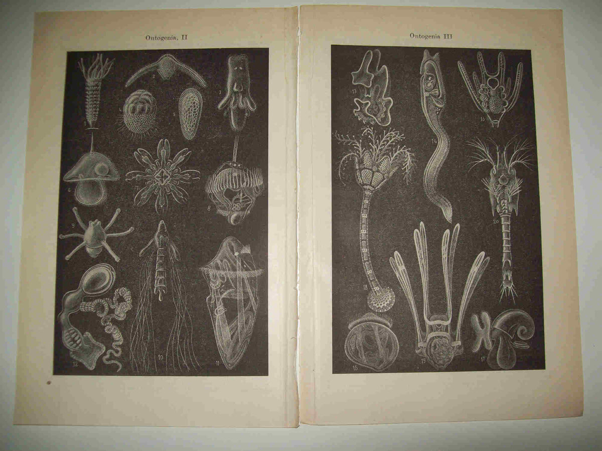 LAMINA ESPASA 21408:  Ontogenia