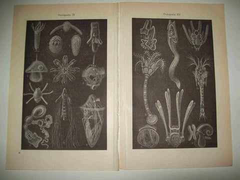 LAMINA ESPASA 21408:  Ontogenia