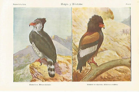 LAMINA ESPASA 21579: Harpia y Helotarso
