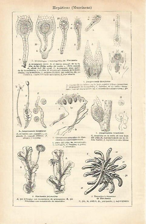 LAMINA ESPASA 21632: Muscineas hepaticas