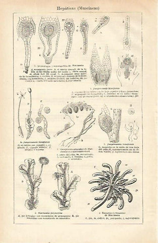 LAMINA ESPASA 21632: Muscineas hepaticas