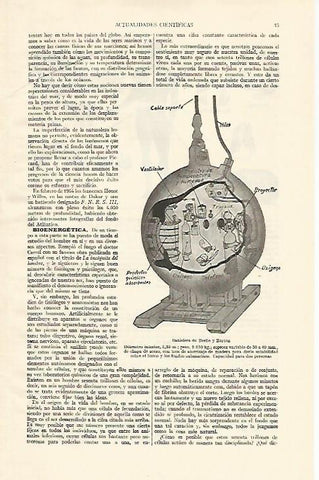 LAMINA ESPASA 21874: Batisfera de Beebe y Barton
