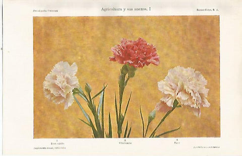 LAMINA ESPASA 21899: Rosa agnita vilafranche y fany