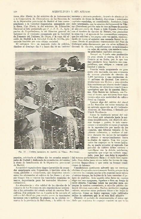 LAMINA ESPASA 21900: Cultivo de claveles en Vilassar Barcelona