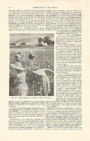 LAMINA ESPASA 21900: Cultivo de claveles en Vilassar Barcelona