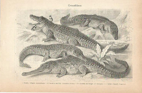 LAMINA ESPASA 14240: Cocodrilos
