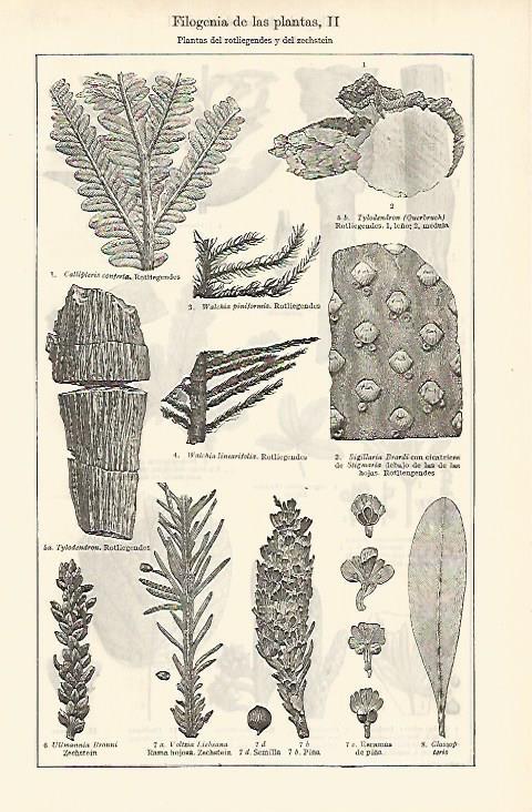 LAMINA ESPASA 2519: Plantas del rotliegendes y del zechstein