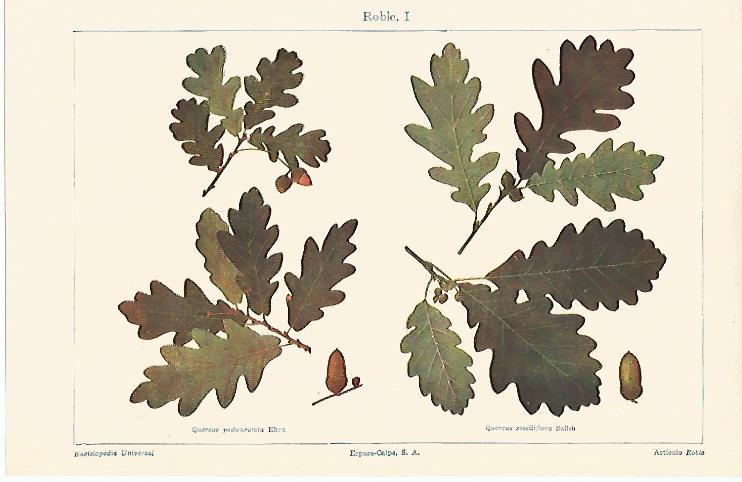 LAMINA ESPASA 6606: Roble