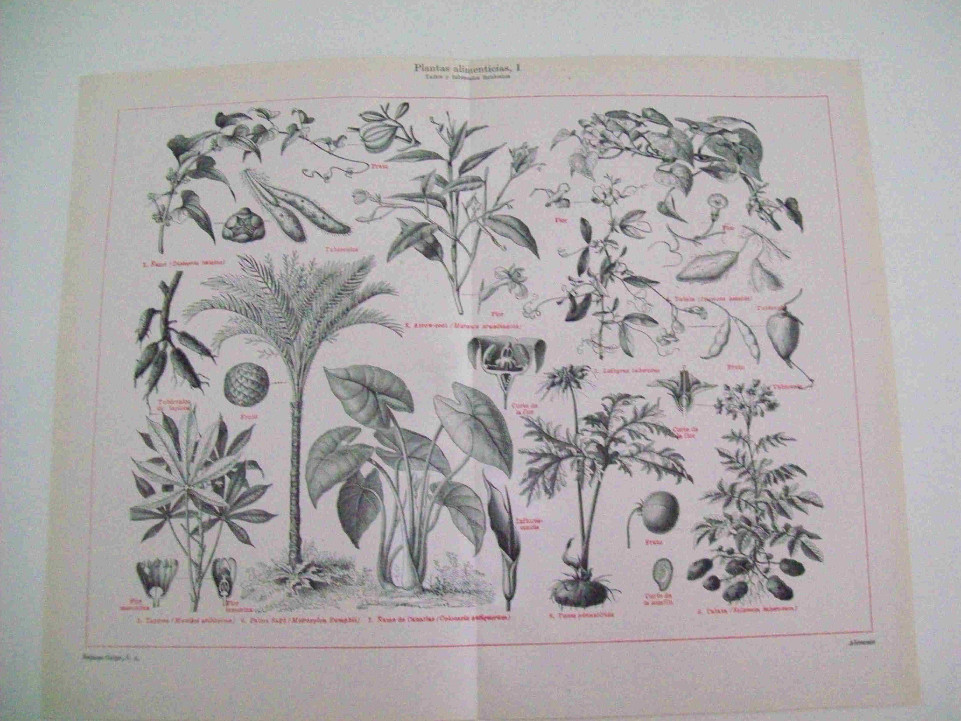 LAMINA ESPASA 11230: Plantas alimenticias tallos y tuberculos