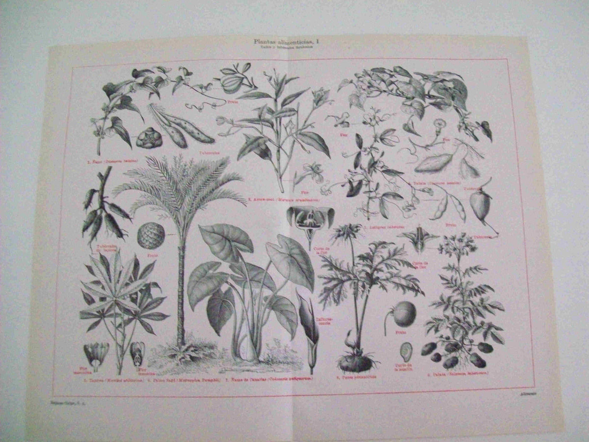 LAMINA ESPASA 11230: Plantas alimenticias tallos y tuberculos
