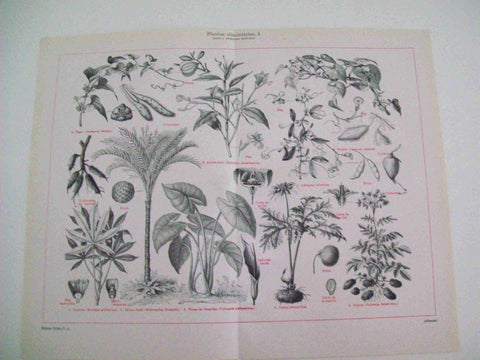 LAMINA ESPASA 11230: Plantas alimenticias tallos y tuberculos