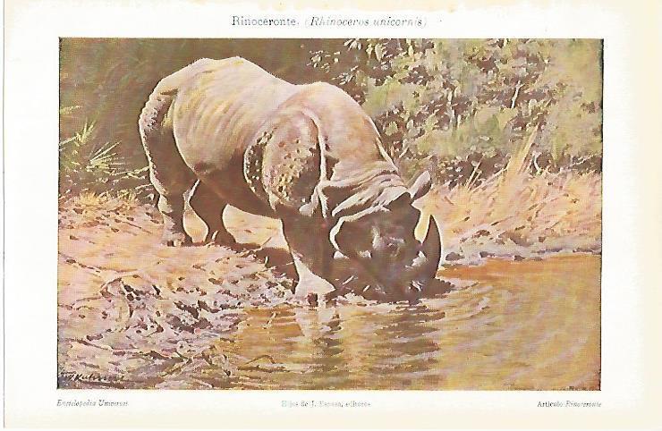 LAMINA ESPASA 13640: Rinoceronte o Rhinoceros unicornis