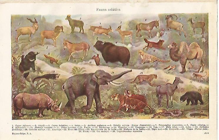LAMINA ESPASA 12891: Fauna de Asia