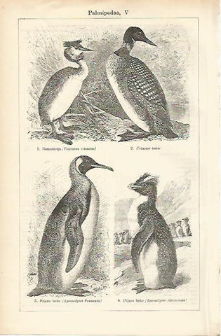 LAMINA ESPASA 1481: Aves palmipedas II