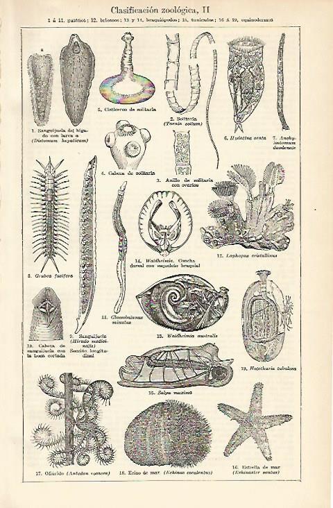 LAMINA ESPASA 1665: Clasificacion zoologica de gusanos
