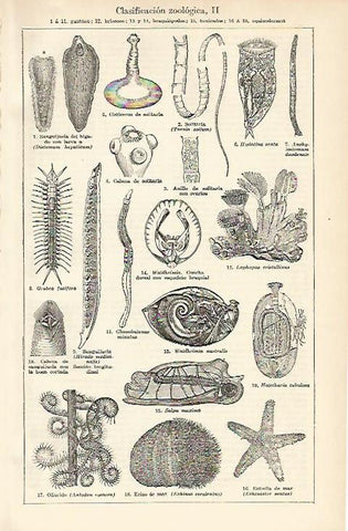 LAMINA ESPASA 1665: Clasificacion zoologica de gusanos