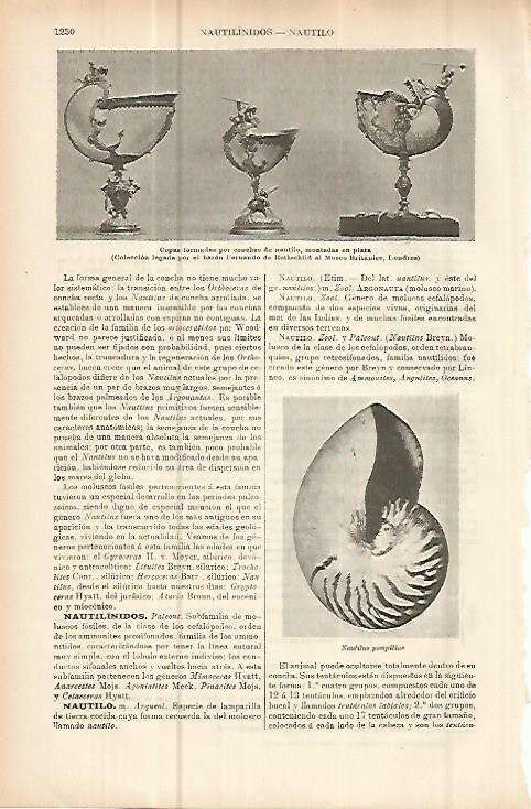 LAMINA ESPASA 10755: Nautilus pompilius