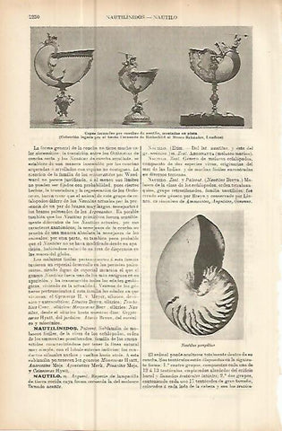 LAMINA ESPASA 10755: Nautilus pompilius