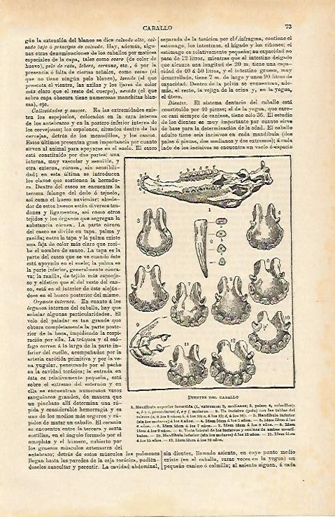 LAMINA ESPASA 14581: Dientes del caballo