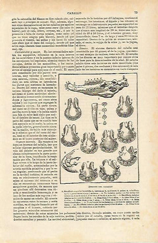 LAMINA ESPASA 14581: Dientes del caballo