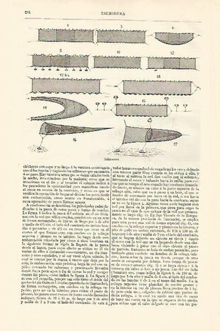 LAMINA ESPASA 18187: Salmonera