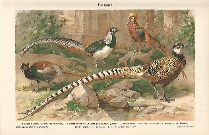 LAMINA ESPASA 2421: Faisanes