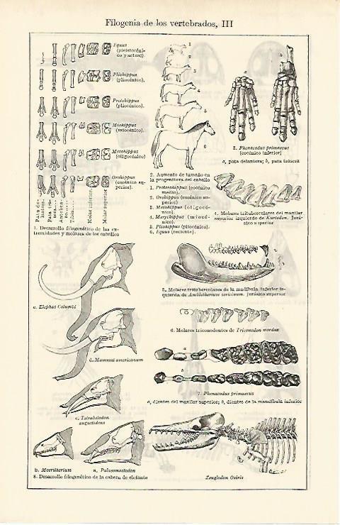 LAMINA ESPASA 2522: Ffilogenia de los vertebrados II