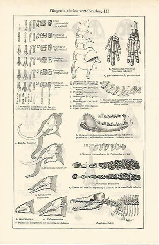 LAMINA ESPASA 2522: Ffilogenia de los vertebrados II