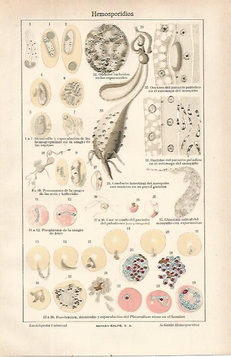LAMINA ESPASA 21625: Hemosporidios