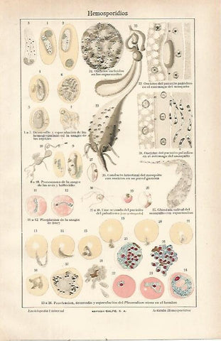 LAMINA ESPASA 21625: Hemosporidios