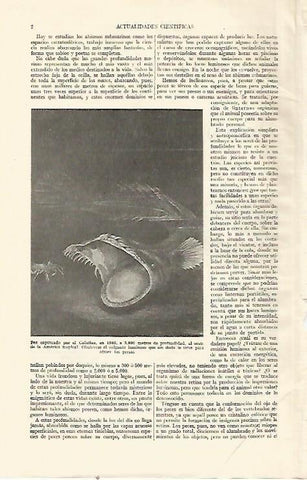 LAMINA ESPASA 21872: Pez capturado por el Galathea en 1952
