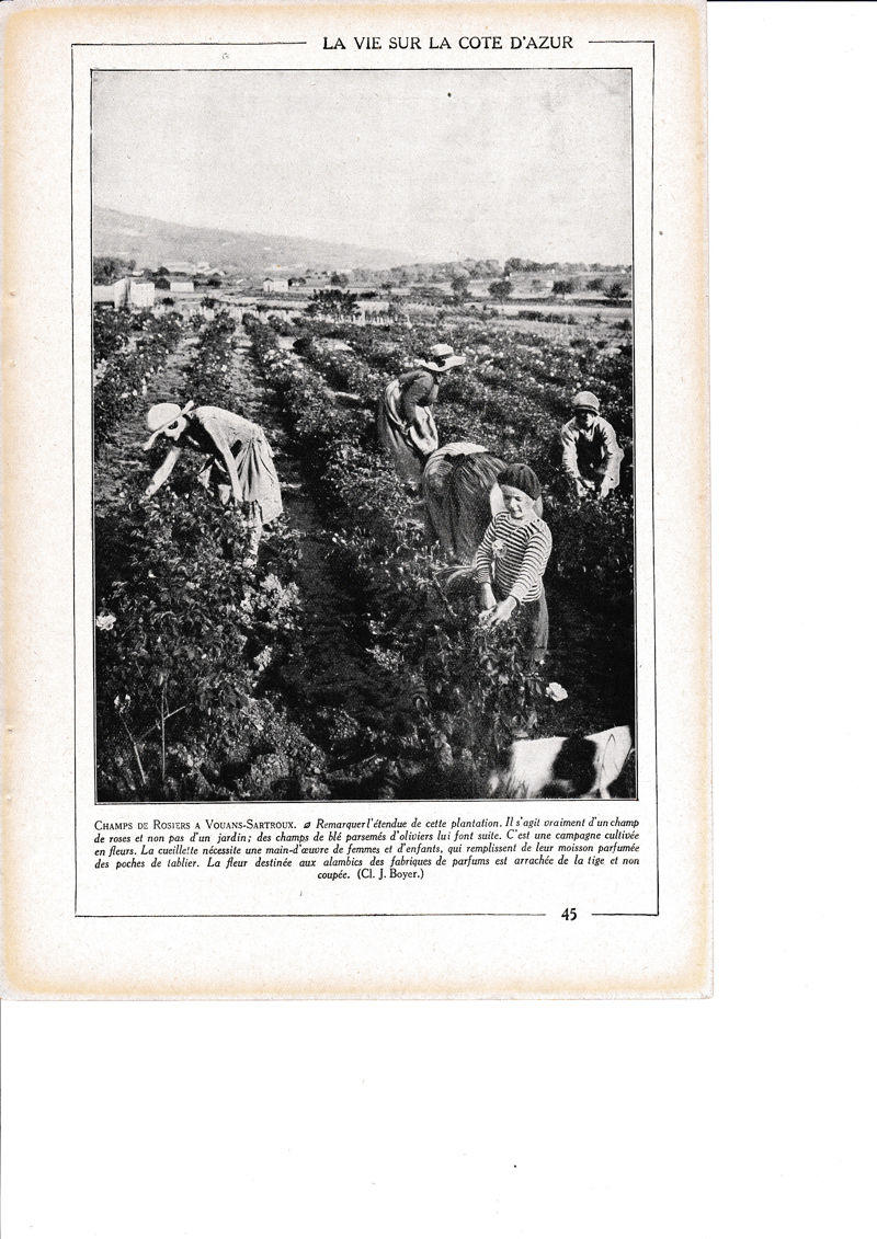 LAMINA 30125: Champs de Rosiers a Vouans-Sartroux