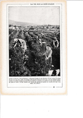 LAMINA 30125: Champs de Rosiers a Vouans-Sartroux