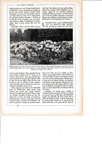 LAMINA 30126: Rhododendrons cultives dans des caisses en Pleine Terre