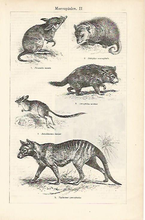 LAMINA ESPASA 1121: Tipos de marsupiales