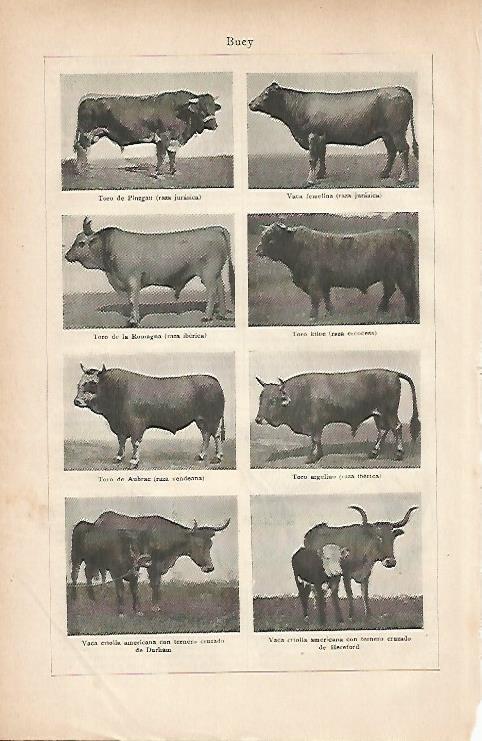 LAMINA ESPASA 11874: Especies de buey