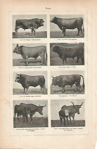 LAMINA ESPASA 11874: Especies de buey
