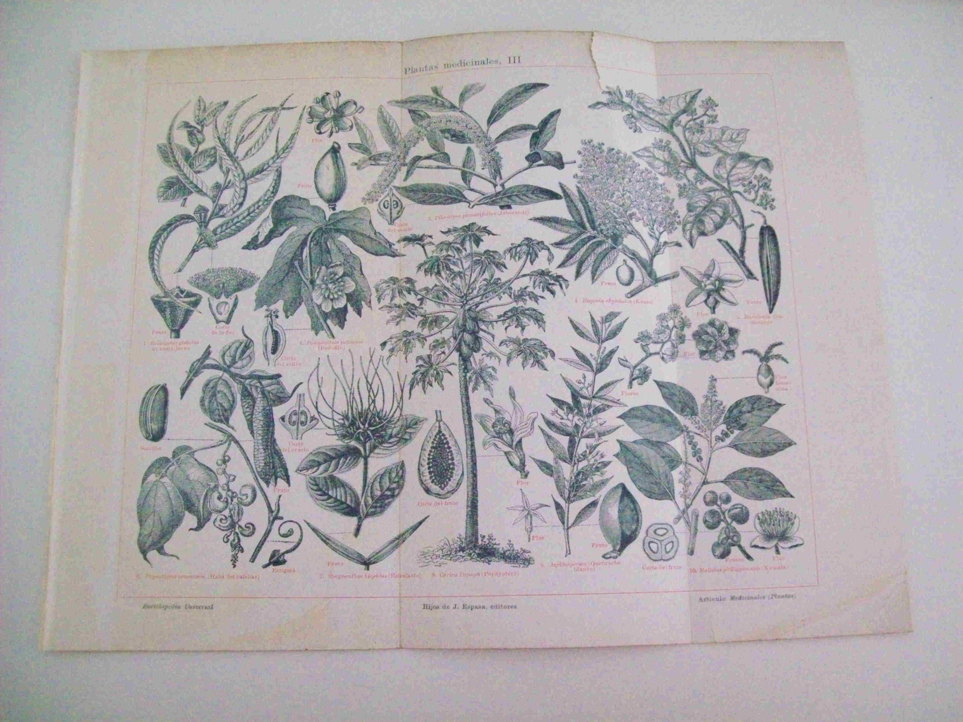 LAMINA ESPASA 11934: Plantas medicinales III