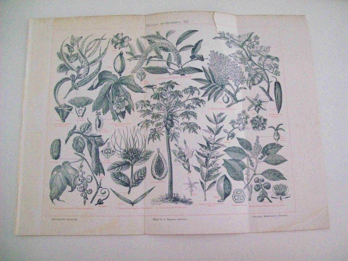 LAMINA ESPASA 11934: Plantas medicinales III