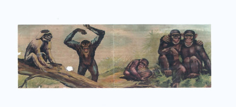 Cromos: de la Selva Misteriosa a los abismos del mar: numero 103-104: Agilidad y corpulencia