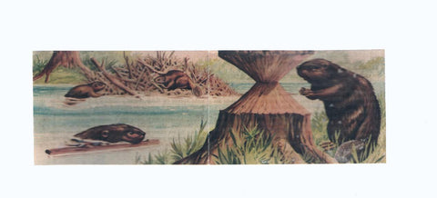 Cromos: de la Selva Misteriosa a los abismos del mar: numero 187-188: Ingenieros hidraulicos
