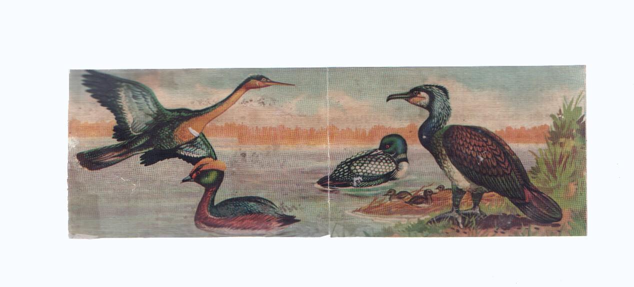 Cromos: de la Selva Misteriosa a los abismos del mar: numero 250-251: En los rios, lagos, estanques