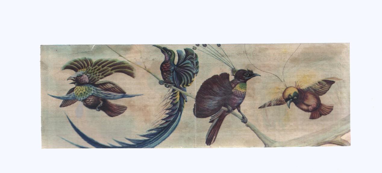 Cromos: de la Selva Misteriosa a los abismos del mar: numero 265-266: Espectaculo maravillos