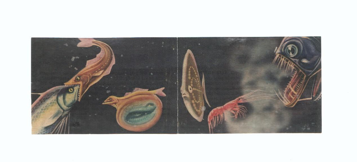 Cromos: de la Selva Misteriosa a los abismos del mar: numero 281-282: vida en el abismo submarino