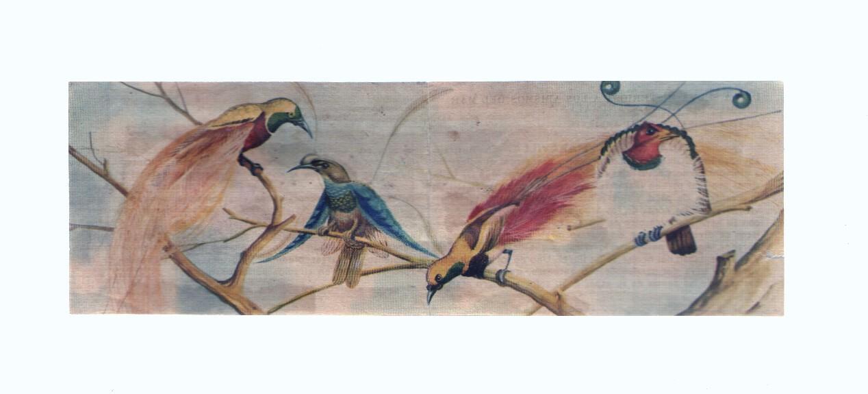 Cromos: de la Selva Misteriosa a los abismos del mar: numero 289-290: Vida, color, maravilla