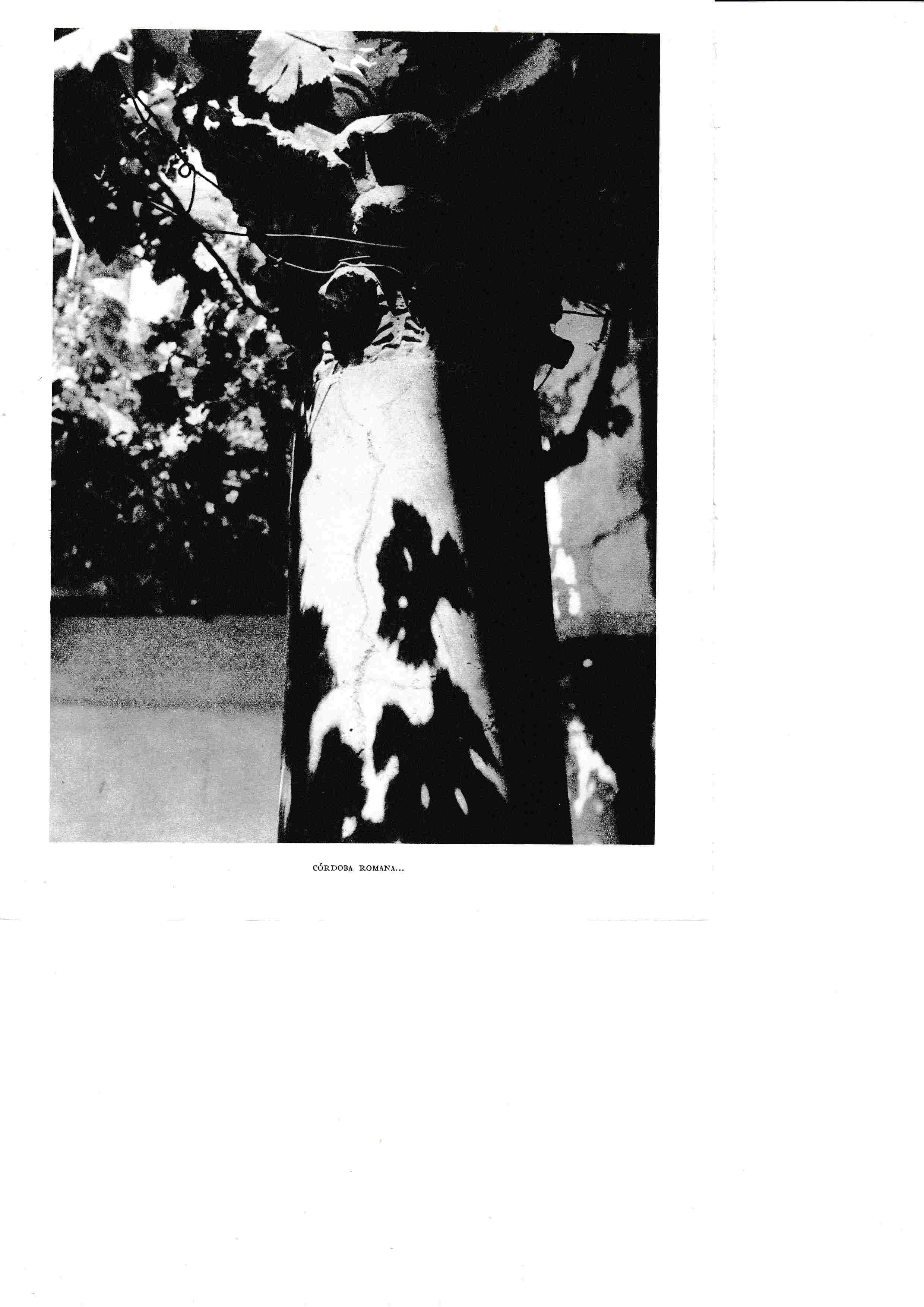 LAMINA 6383: Cordona romana