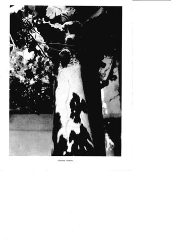 LAMINA 6383: Cordona romana
